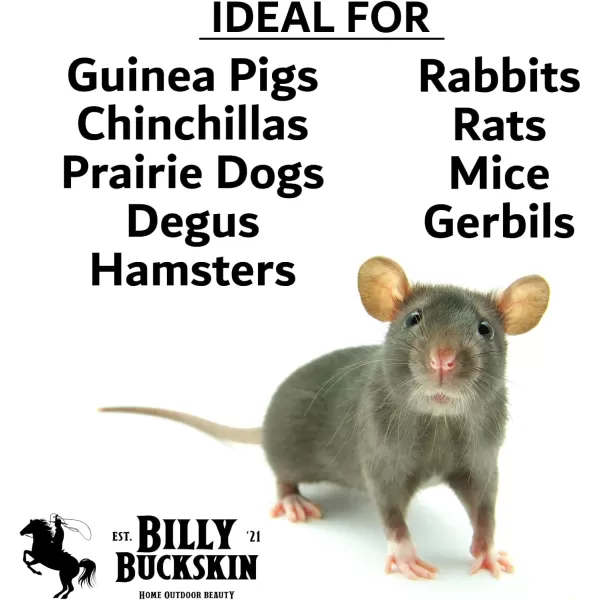 Chew Toys for Chinchilla Guinea Pig Toys Hamster Chew Toys Chinchilla Cage Accessories Lava Block for Small Pet Animals Rat Mice Bunny Rabbit Degus Gerbils Toys by Billy Buckskin  Pack of 81 Count Pack of 8