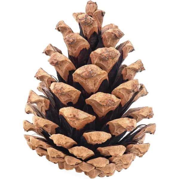 20 Large Pine Cones for Crafts Unscented Natural Pinecones Crafts Ornament for Decorating 3 to 4quot Tall Pine Cones Craft for Table Home Decor Vase Fillers Desk ampamp Christmas Trees by Billy Buckskin100 Mixed