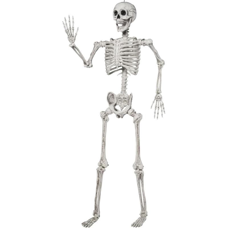 JOYIN 56 FT Halloween Posable Life Size Skeleton Full Body Realistic Bones with Movable Joints for Halloween Indoor and Outdoor Decoration WhiteWhite