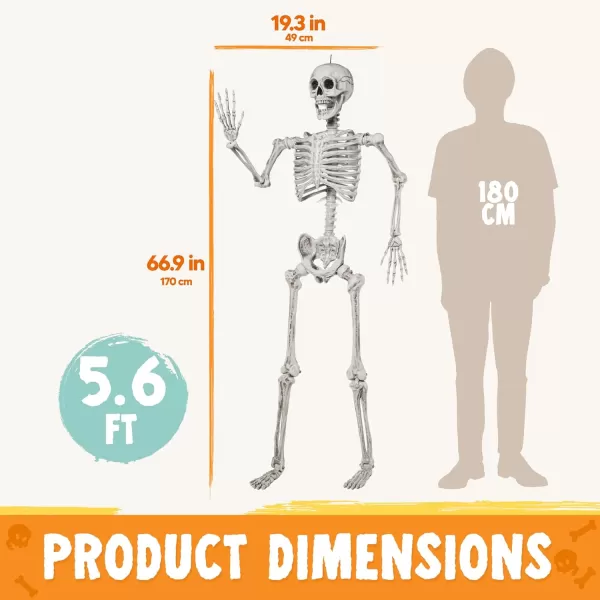JOYIN 56 FT Halloween Posable Life Size Skeleton Full Body Realistic Bones with Movable Joints for Halloween Indoor and Outdoor Decoration WhiteWhite
