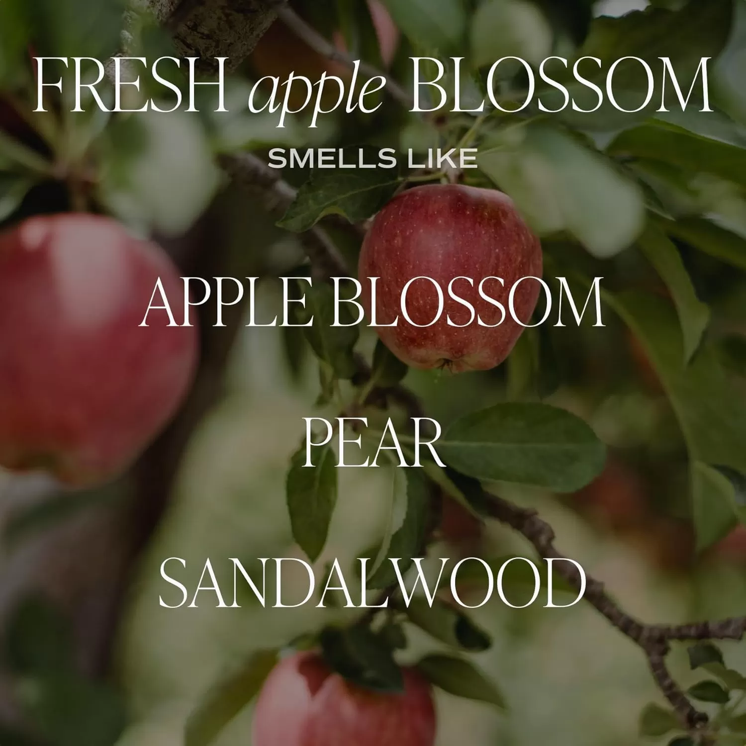 imageSweet Water Decor Christmas Candle  Cinnamon Trees Orange and Clove Scents  Christmas Candles and Decor for Home  9oz Clear Jar Soy Candle Made in the USAFresh Apple Blossom