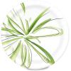 imageAmazon Basics Everyday Paper Plates 10 Inch Disposable 150 Count150 Count Pack of 1